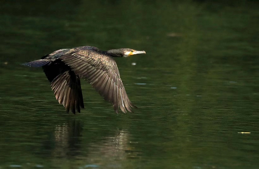 In pics: Migratory birds fly to West Lake to overwinter