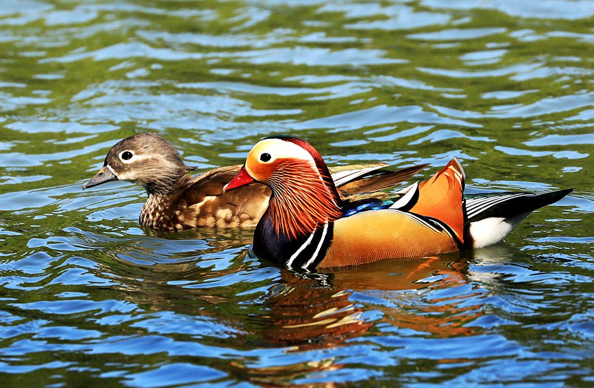 In pics: Migratory birds fly to West Lake to overwinter