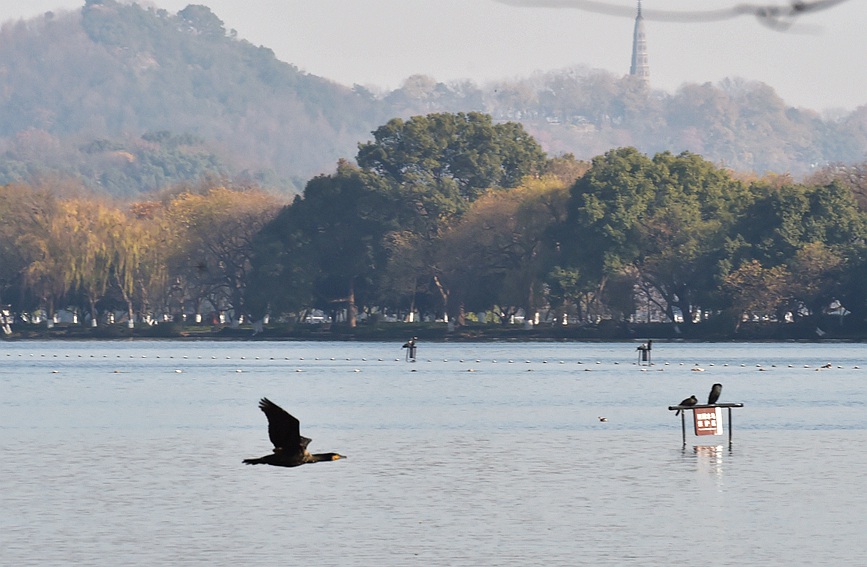 In pics: Migratory birds fly to West Lake to overwinter