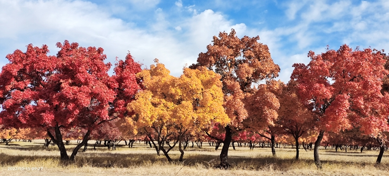 Best time to enjoy beautiful red leaves across China