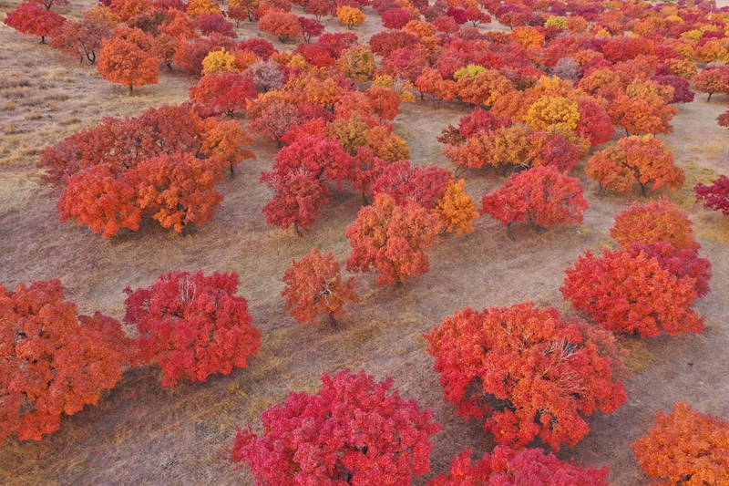 Best time to enjoy beautiful red leaves across China