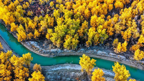 Golden desert poplar trees along Tarim River in Xinjiang