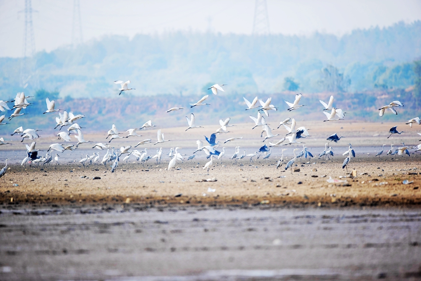 More than 10,000 migratory birds flock to Gongqingcheng, E China's Jiangxi