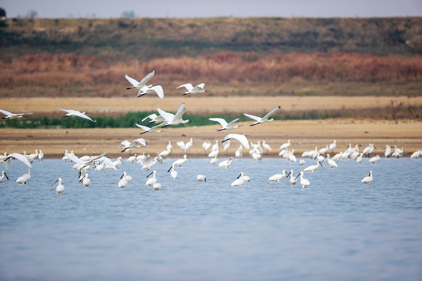 More than 10,000 migratory birds flock to Gongqingcheng, E China's Jiangxi