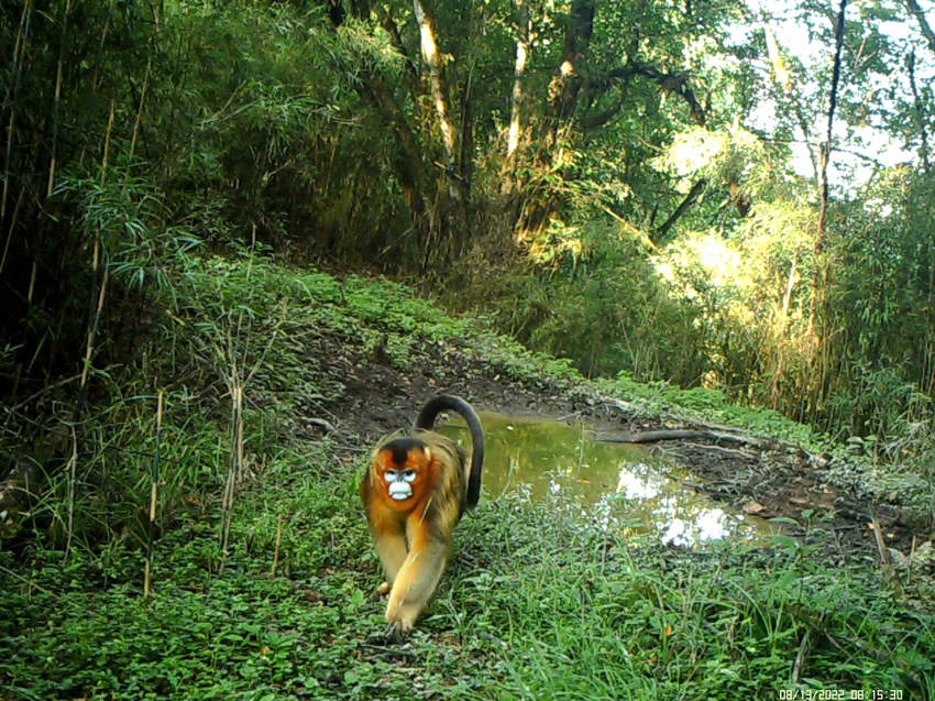 Infrared camera captures images of various rare animals in Baoxing, SW China's Sichuan