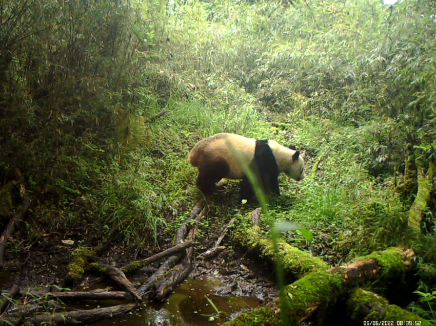 Infrared camera captures images of various rare animals in Baoxing, SW China's Sichuan