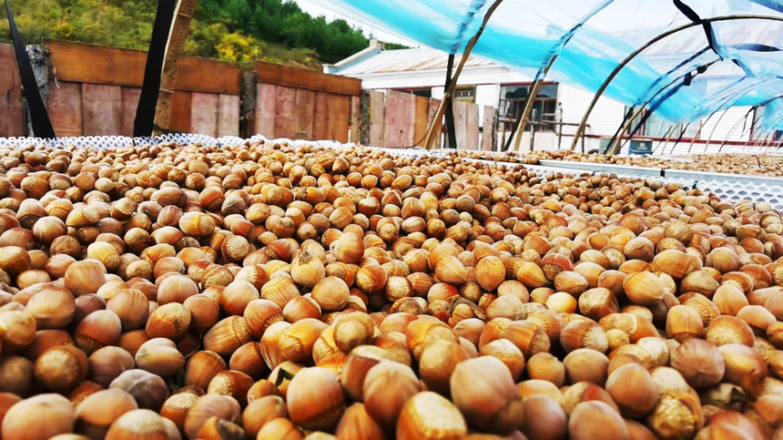 A glimpse of the bumper harvest in Heilongjiang
