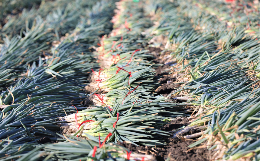 A glimpse of the bumper harvest in Heilongjiang