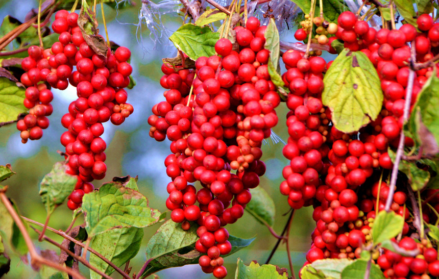 A glimpse of the bumper harvest in Heilongjiang