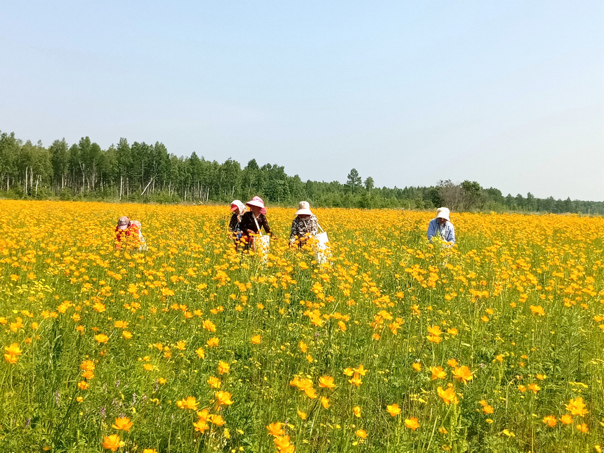 A glimpse of the bumper harvest in Heilongjiang
