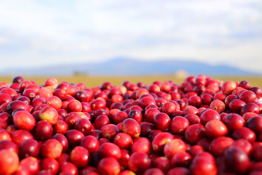 A glimpse of the bumper harvest in Heilongjiang