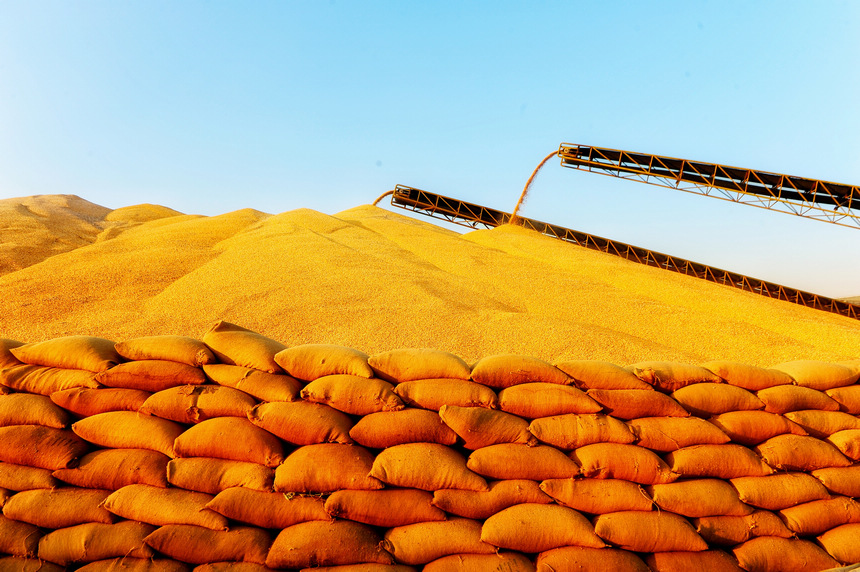 A glimpse of the bumper harvest in Heilongjiang