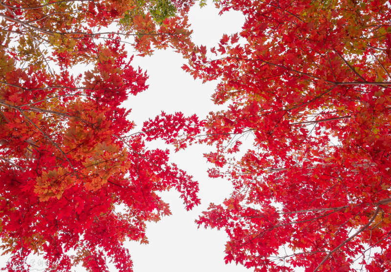 Breathtaking autumn views of 22 universities across China