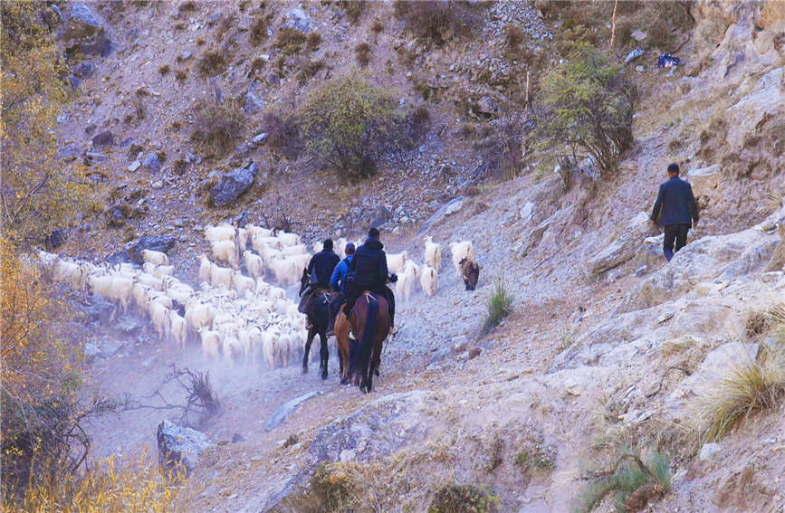 Herdspeople in China's Xinjiang move livestock to winter pastures