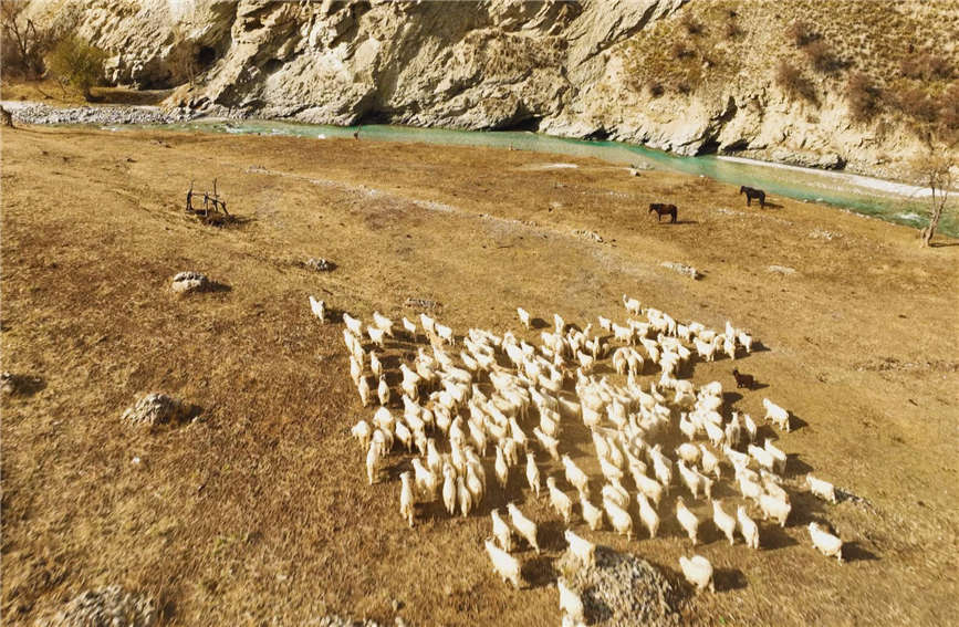 Herdspeople in China's Xinjiang move livestock to winter pastures