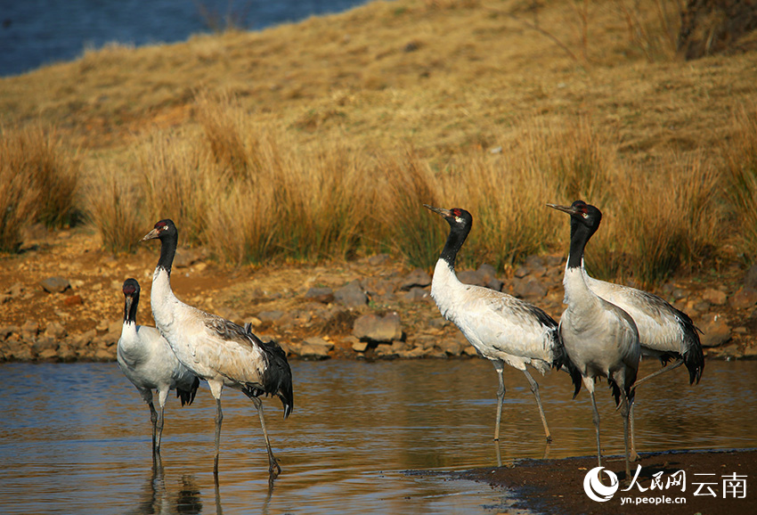 Over 1,200 black-necked cranes spend winter in nature reserve in SW China's Yunnan