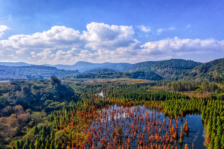 Colorful dawn redwood forest in SW China's Yunnan