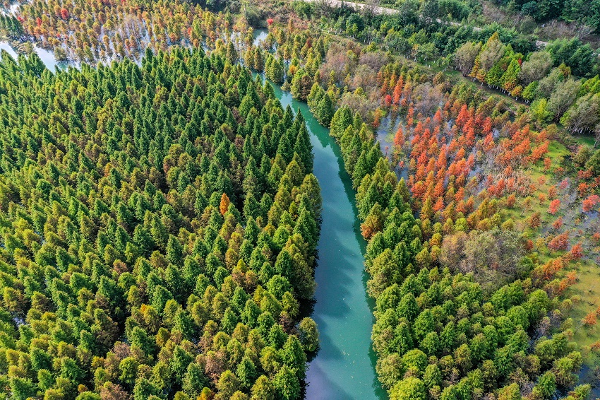 Colorful dawn redwood forest in SW China's Yunnan