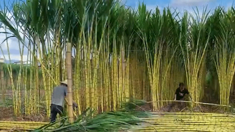 Delicious yellow sugarcane from southern China
