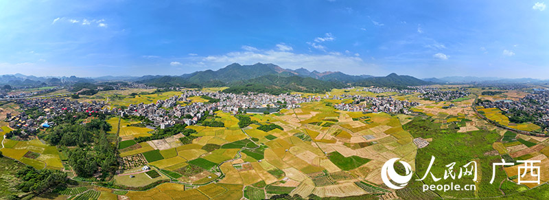 In pics: Late-season rice enters harvest season in south China's Guangxi