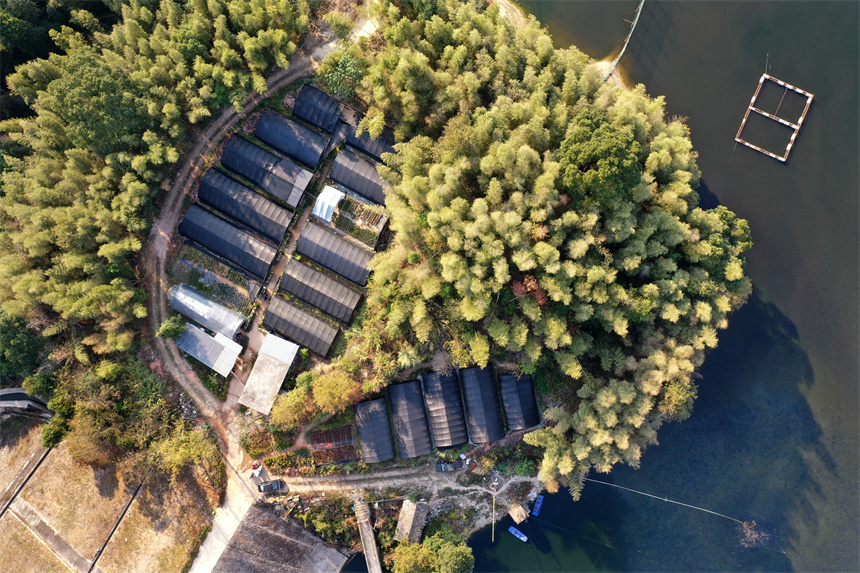 Bonsai grows into big industry in Yifeng city, E China's Jiangxi