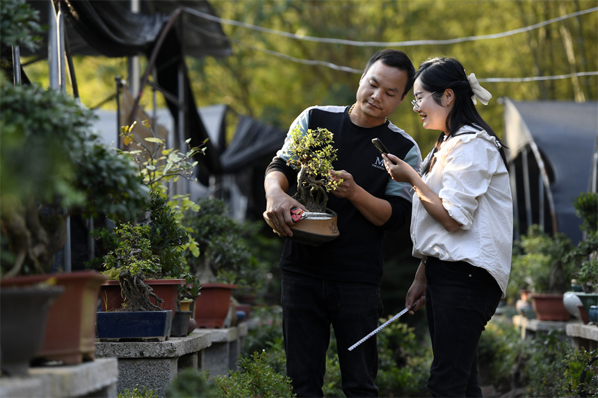Bonsai grows into big industry in Yifeng city, E China's Jiangxi