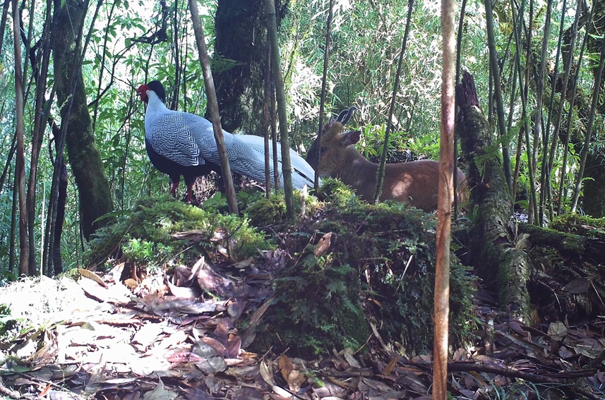 Silver pheasants, Indian muntjac seen in same footage in SW China’s Yunnan