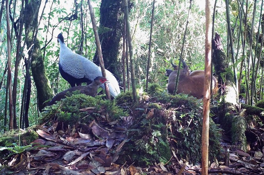 Silver pheasants, Indian muntjac seen in same footage in SW China’s Yunnan