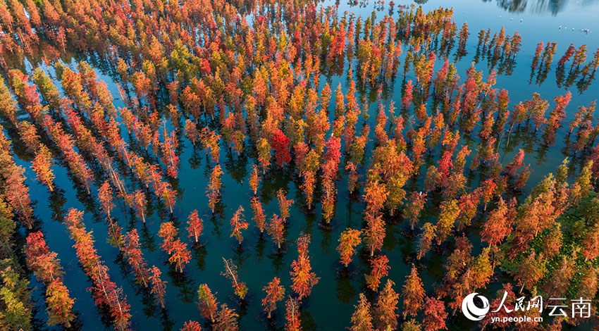 Wetland park in SW China's Yunnan offers picturesque scenery