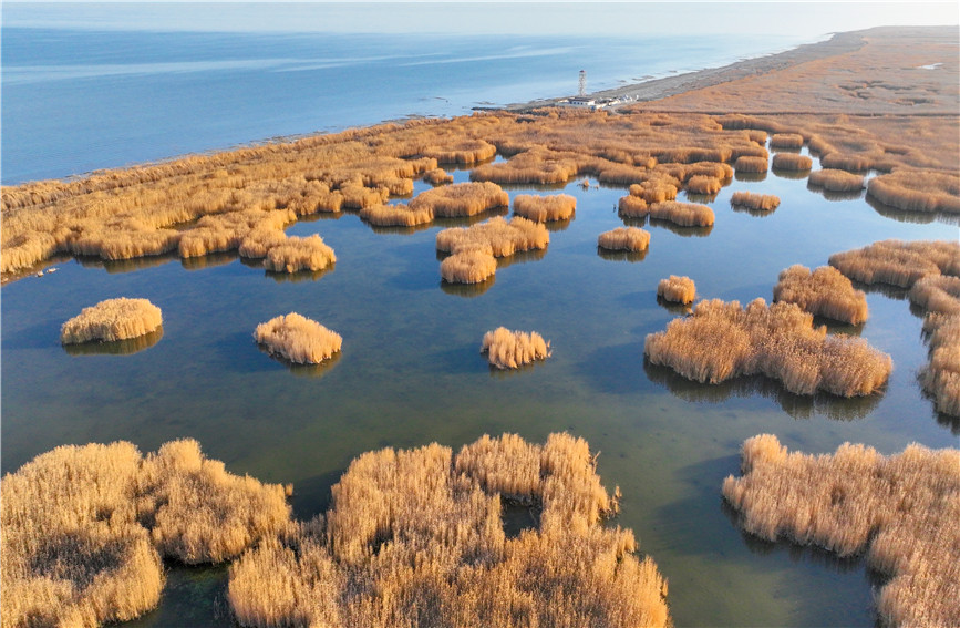 Gorgeous early winter views of Bostan Lake National Wetland Park in China's Xinjiang