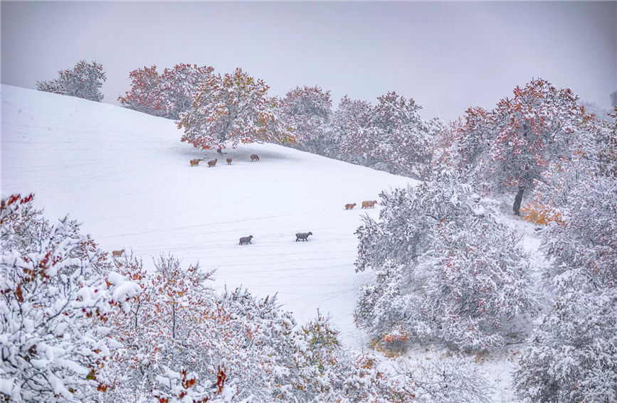 First snow turns 'Apricot Valley' in China's Xinjiang into 'beautiful painting'
