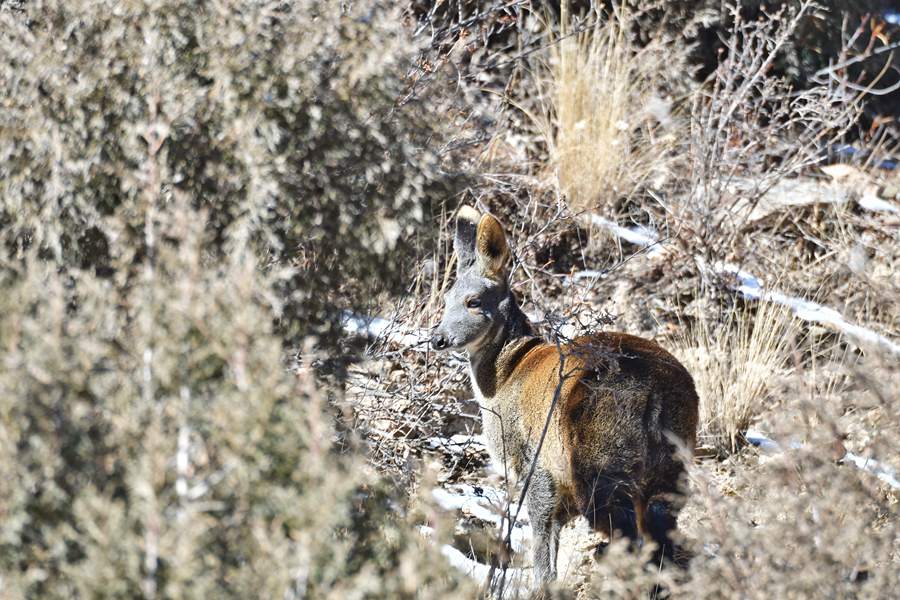 Qilian Mountain National Park becomes paradise for wild animals in early winter