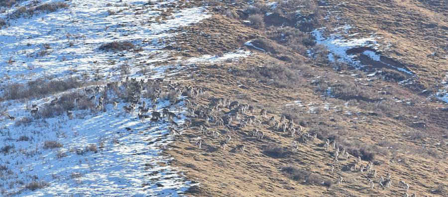 Qilian Mountain National Park becomes paradise for wild animals in early winter