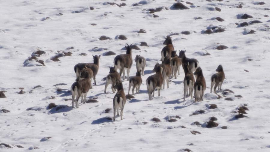 Qilian Mountain National Park becomes paradise for wild animals in early winter