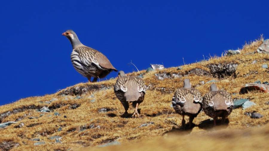 Qilian Mountain National Park becomes paradise for wild animals in early winter