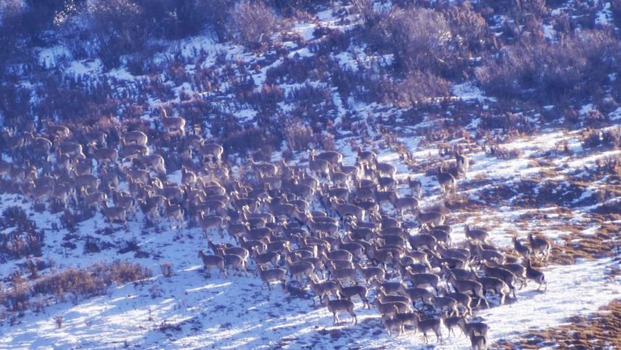 Qilian Mountain National Park becomes paradise for wild animals in early winter