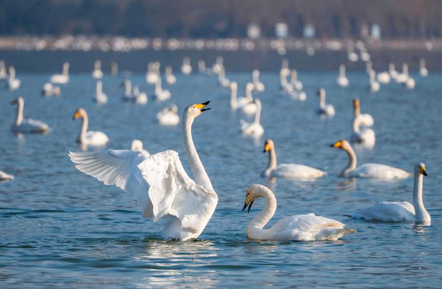 White swans arrive at wetland in north China’s Shanxi in early winter