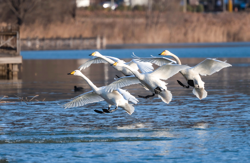 White swans arrive at wetland in north China’s Shanxi in early winter