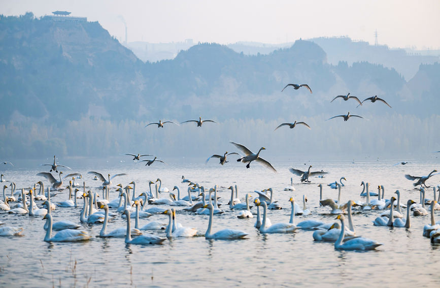 White swans arrive at wetland in north China’s Shanxi in early winter