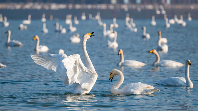 White swans arrive at wetland in north China’s Shanxi in early winter