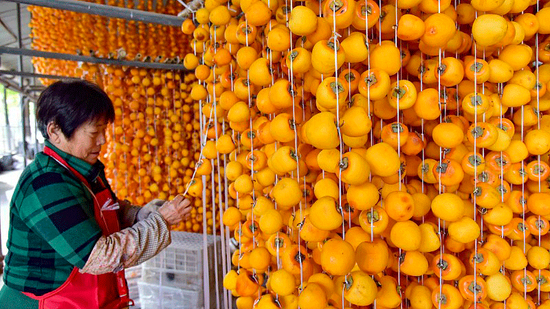 Busy processing of persimmons in East China's Shandong