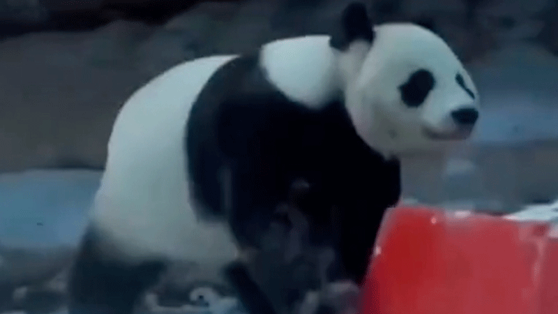 Panda Ru Yi plays in snow