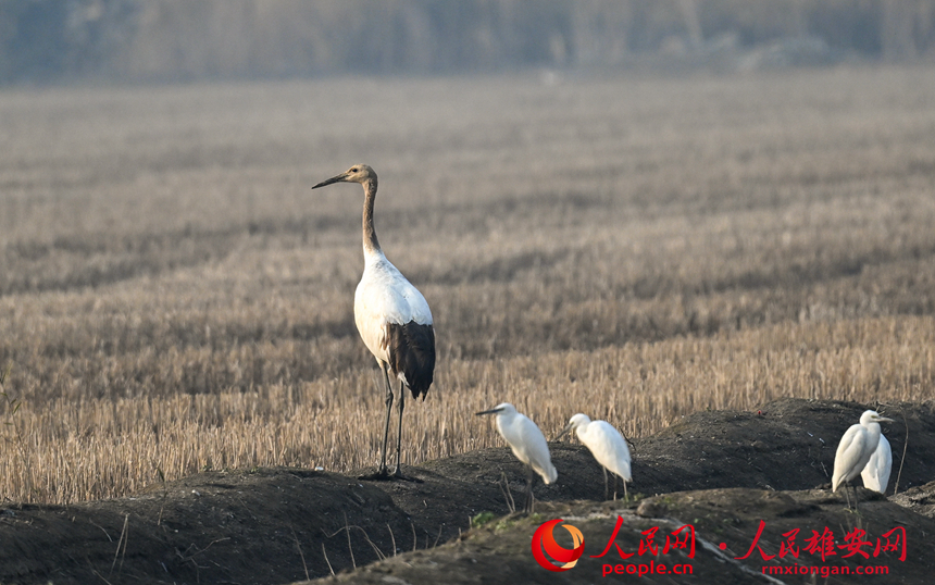 In pics: several rare bird species spotted in Xiong'an New Area