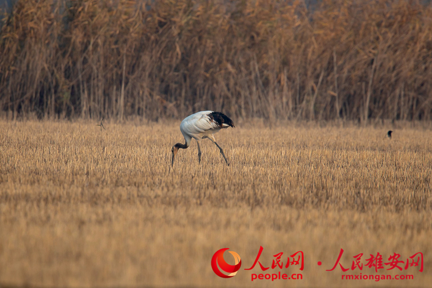 In pics: several rare bird species spotted in Xiong'an New Area