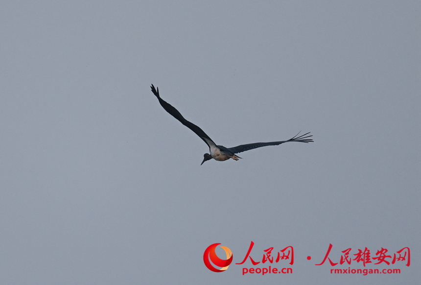 In pics: several rare bird species spotted in Xiong'an New Area