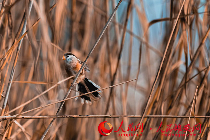 In pics: several rare bird species spotted in Xiong'an New Area