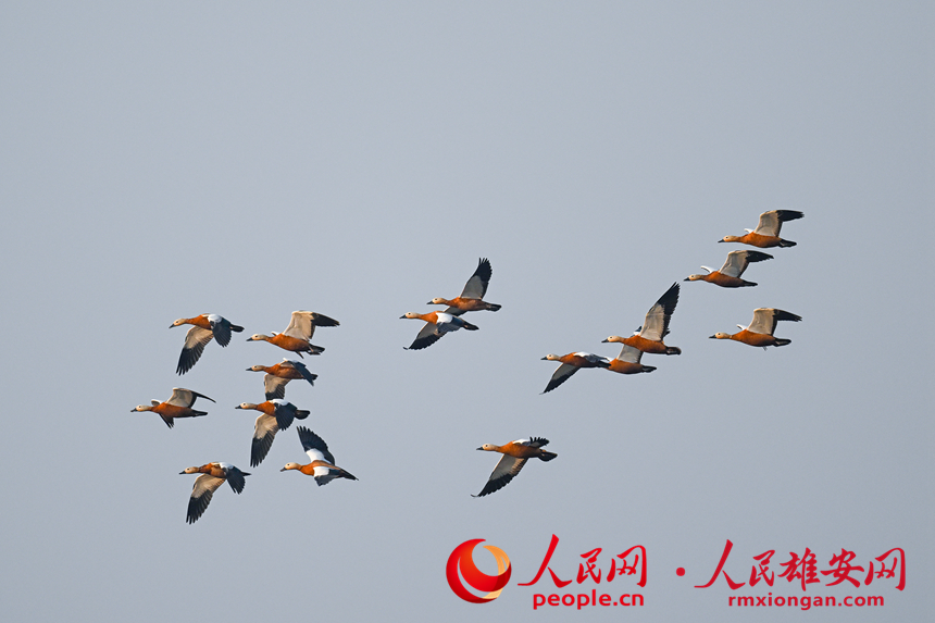 In pics: several rare bird species spotted in Xiong'an New Area