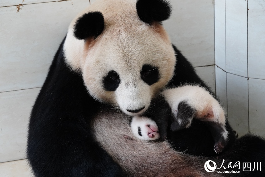 Twin giant panda cubs named in SW China's Sichuan