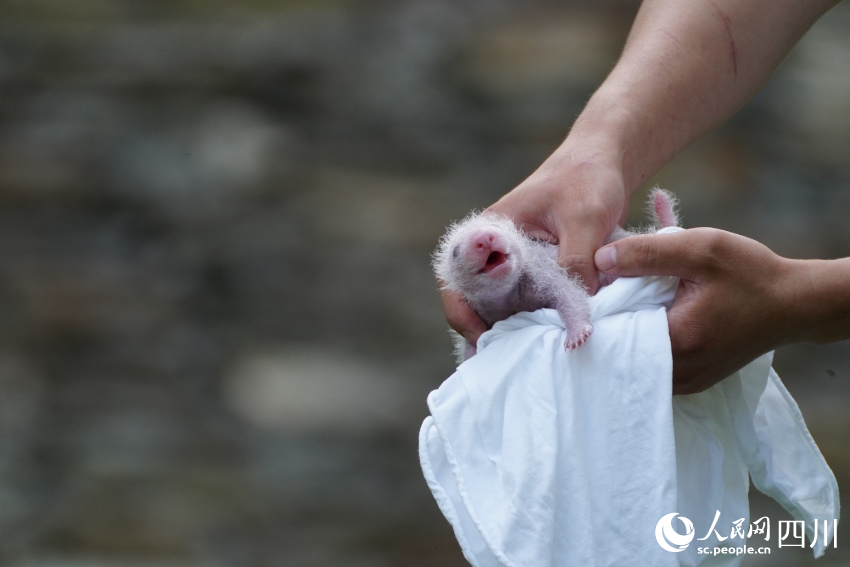 Twin giant panda cubs named in SW China's Sichuan