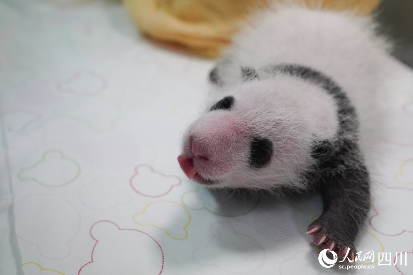 Twin giant panda cubs named in SW China's Sichuan